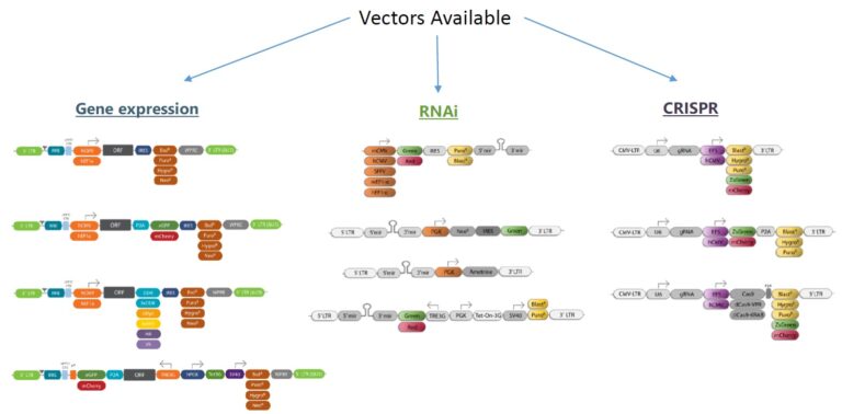 Cloning Vectors - Skyang Bio