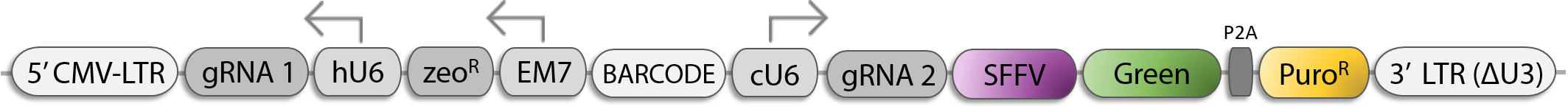 Standard Vector (SFFV promoter, Puromycin selection marker and GFP fluorescent reporter