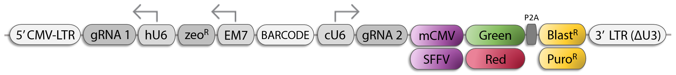 CRISPR Dual gRNA