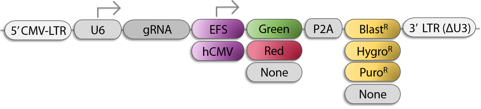 CRISPR Single gRNA