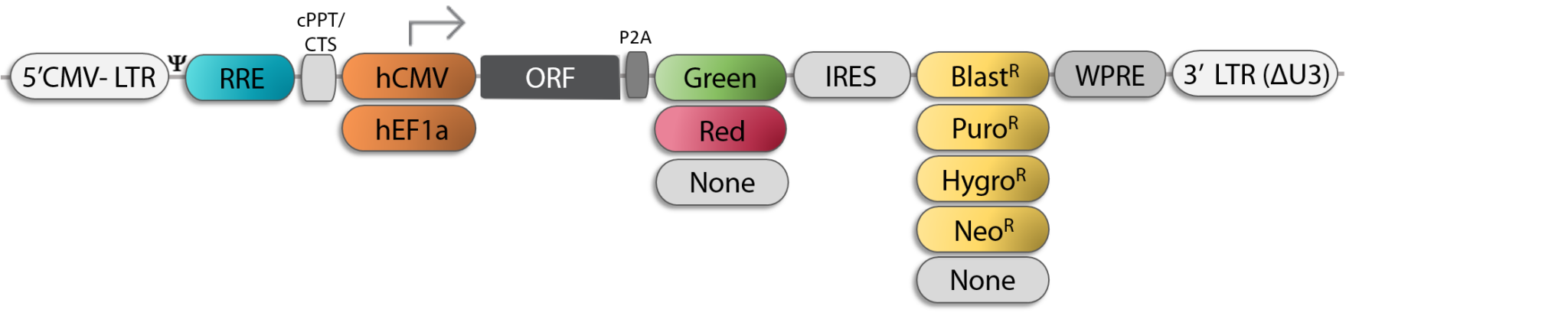 Gene Synthesis and Cloning Service - Skyang Bio