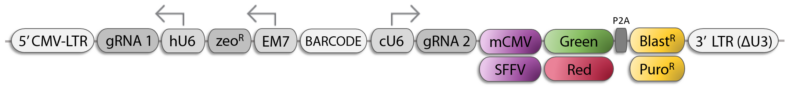 CRISPR-gRNA-dual_vector schematic
