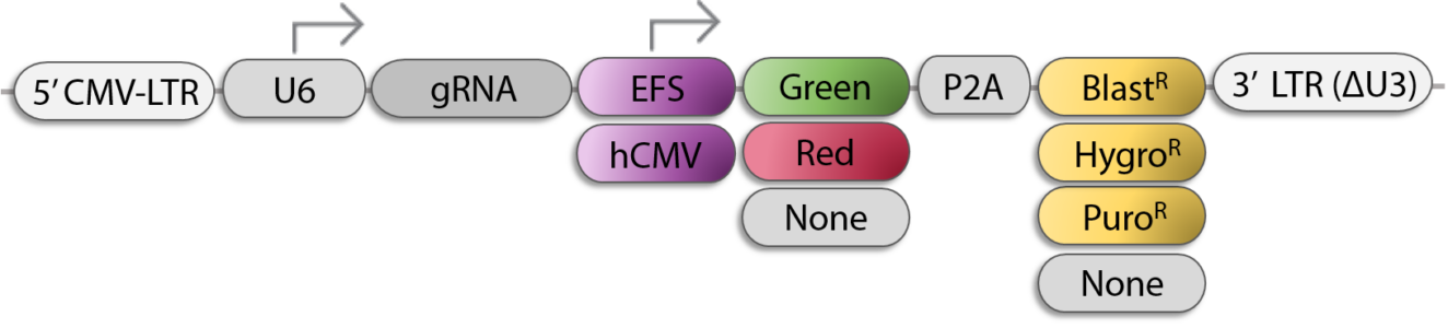 CRISPR-gRNA-single_vector schematic