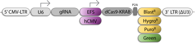 CRISPRi-gRNA-ALL_dCas9-KRAB vector schematic