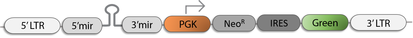 Retroviral Vector (pLMN)