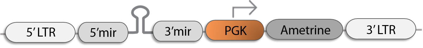 Retroviral Vector (pLMP-d)