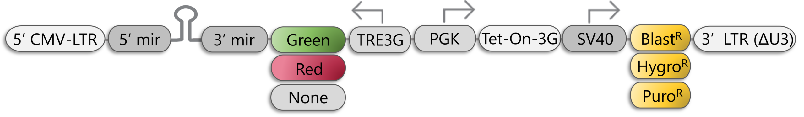 Inducible Lentiviral Vector (TRE3G)