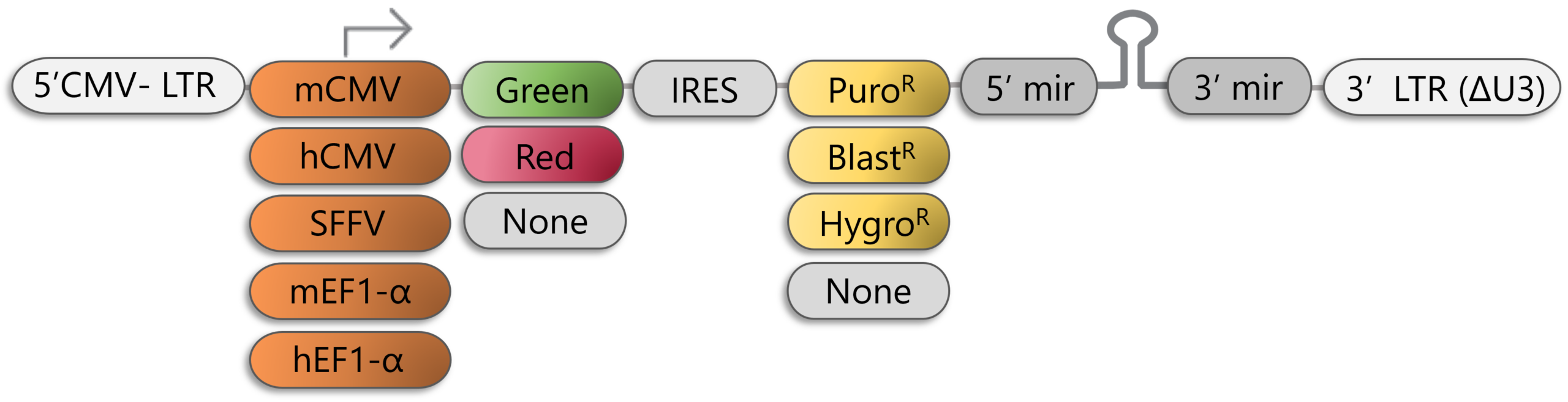 Lentiviral Vector